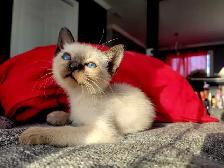 Magnifiques Bébés Siamois prêts à quitter le 25 avril - Photo 5