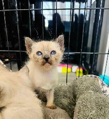 Magnifiques Bébés Siamois prêts à quitter le 25 avril - Photo 6