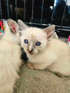 Magnifiques Bébés Siamois prêts à quitter le 25 avril - Photo 7