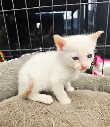 Magnifiques Bébés Siamois prêts à quitter le 25 avril - Photo 8