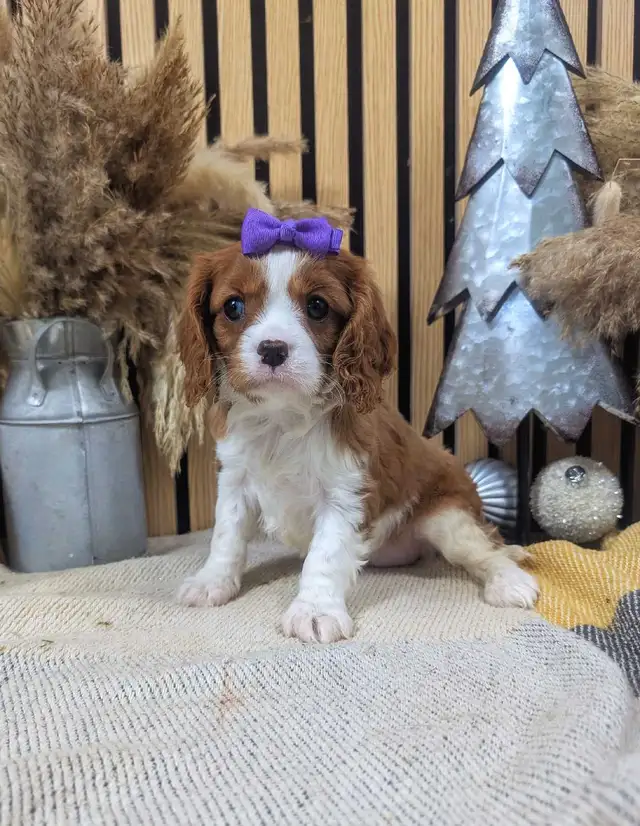 king Charles Cavalier