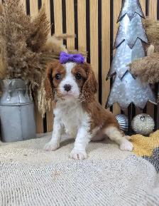 king Charles Cavalier