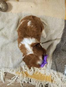 king Charles Cavalier - Photo 2