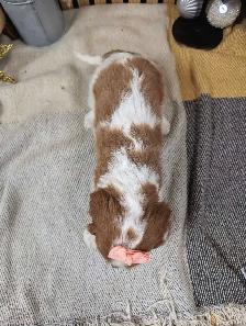 king Charles Cavalier - Photo 3