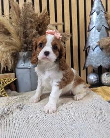 king Charles Cavalier - Photo 4