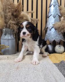 king Charles Cavalier - Photo 5