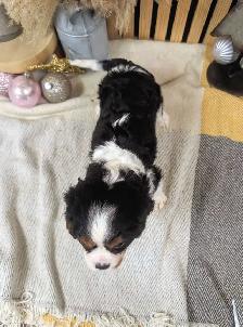 king Charles Cavalier - Photo 6