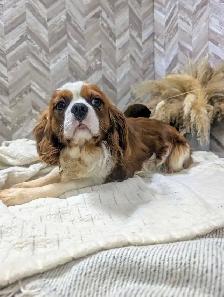 king Charles Cavalier - Photo 7
