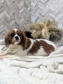king Charles Cavalier - Photo 8