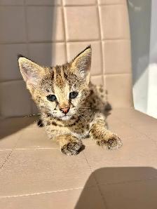 chatons savannah a donner