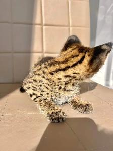 chatons savannah a donner - Photo 2