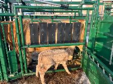 calf for sale