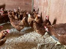 poule pondeuses - Photo 2