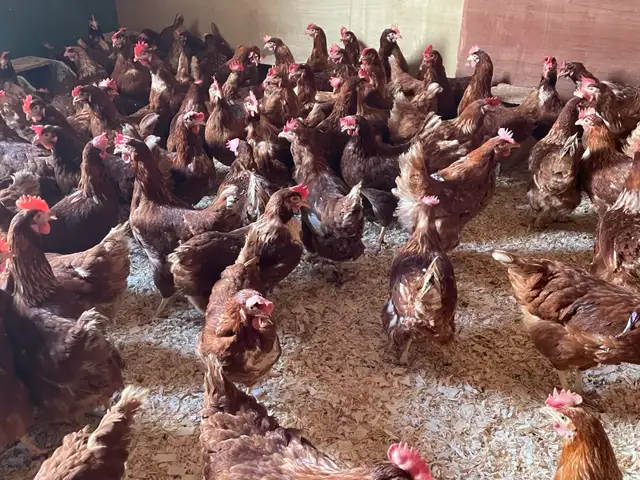 poule pondeuses - Photo 3