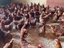 poule pondeuses - Photo 3
