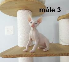 chaton mâle rex cornish vermifugé, micropucé