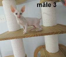 chaton mâle rex cornish vermifugé, micropucé - Photo 2