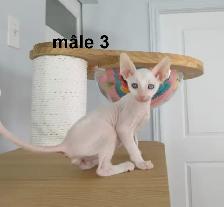 chaton mâle rex cornish vermifugé, micropucé - Photo 3