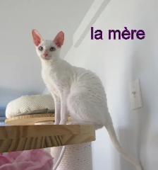 chaton mâle rex cornish vermifugé, micropucé - Photo 4