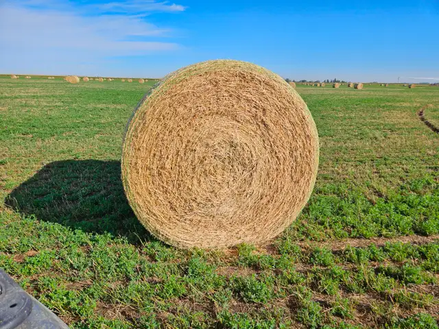 Hay for Sale