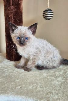Siamese kittens - Photo 2