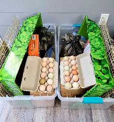 Hatch a Chick - Photo 2