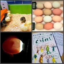 Hatch a Chick - Photo 3