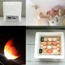 Hatch a Chick - Photo 4