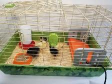 Hatch a Chick - Photo 5