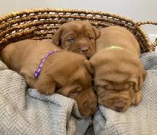 Purebred Fox Red Lab Puppies
