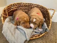 Purebred Fox Red Lab Puppies - Photo 2