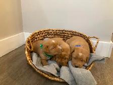 Purebred Fox Red Lab Puppies - Photo 3