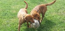 Purebred Fox Red Lab Puppies - Photo 4