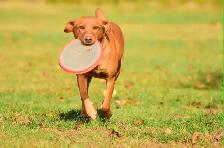 Purebred Fox Red Lab Puppies - Photo 5