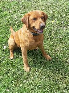 Purebred Fox Red Lab Puppies - Photo 6