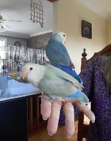 beaux bébés inséparables roseicollis nourrient à la main - Photo 5