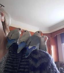 beaux bébés inséparables roseicollis nourrient à la main - Photo 6