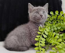 Chaton Bleu Russe hypoallergene