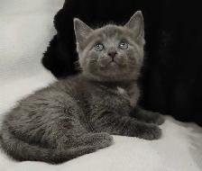 Chaton Bleu Russe hypoallergene - Photo 3