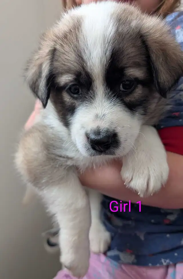 Puppies for Adoption