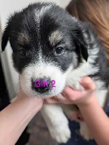 Puppies for Adoption - Photo 2