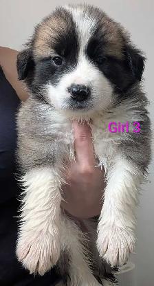 Puppies for Adoption - Photo 3