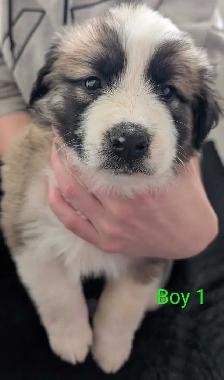 Puppies for Adoption - Photo 4