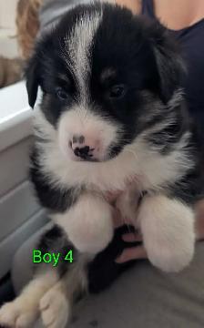 Puppies for Adoption - Photo 5