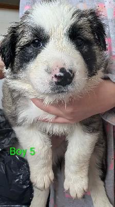 Puppies for Adoption - Photo 6