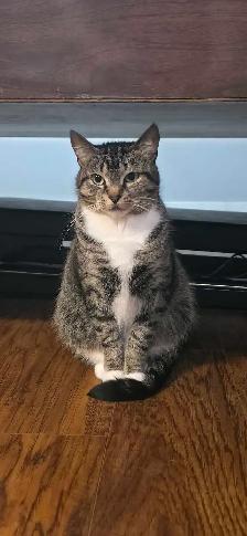 2 chatte a donner - Photo 2