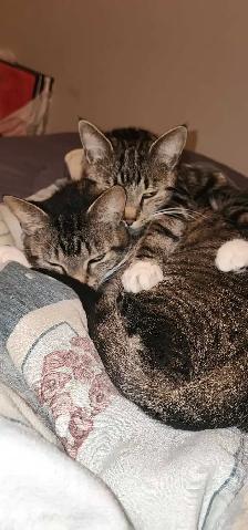 2 chatte a donner - Photo 4