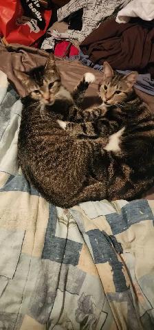 2 chatte a donner - Photo 5