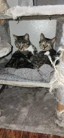 2 chatte a donner - Photo 6