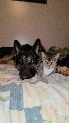 2 chatte a donner - Photo 9